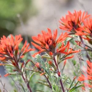 Meet your Posher, Monika